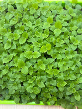 Load image into Gallery viewer, Lemon Balm
