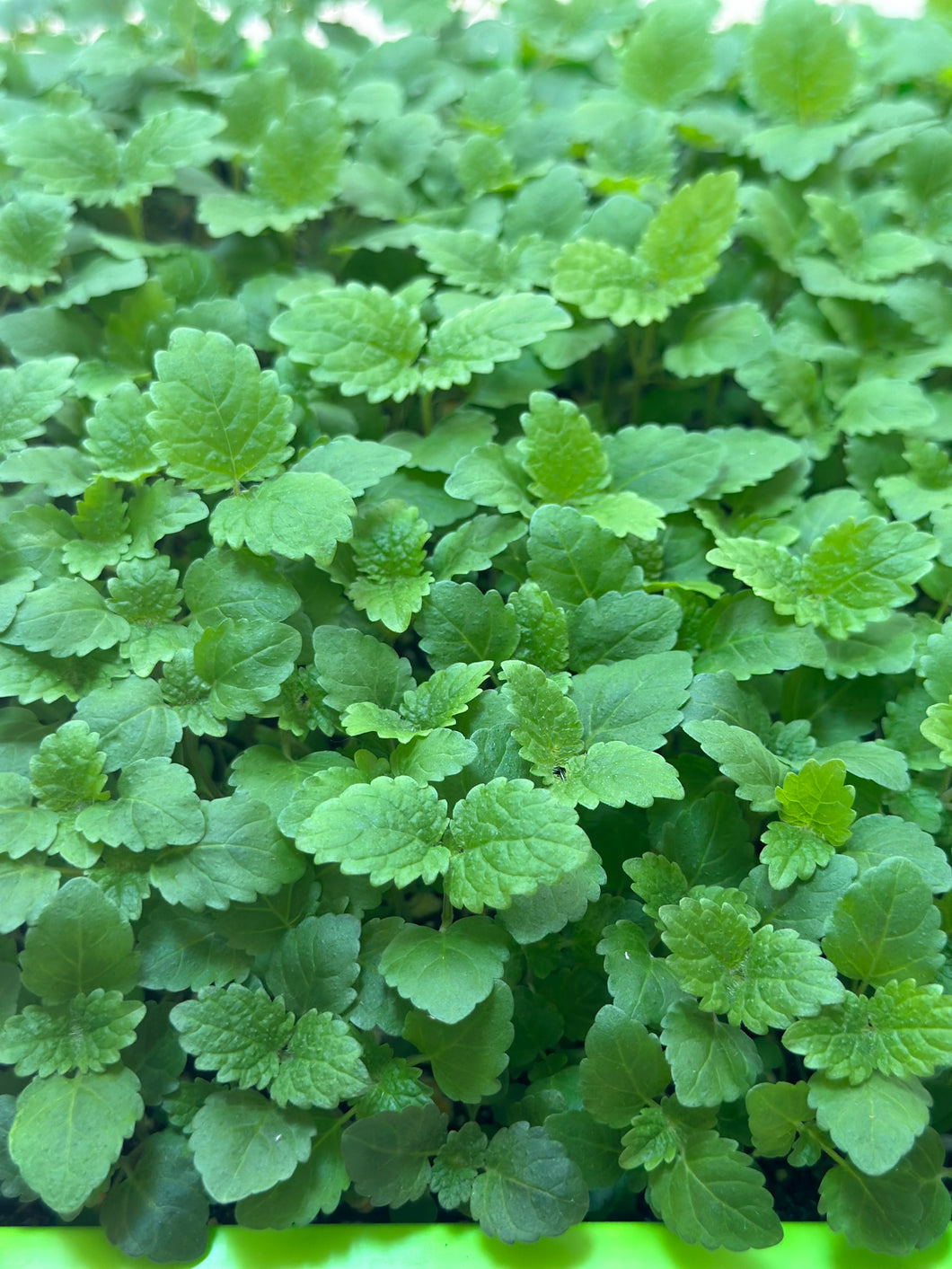 Lemon Balm